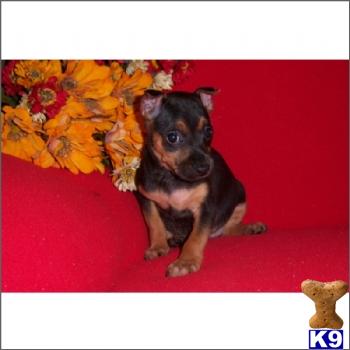 Miniature Pinscher Puppies